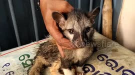 Vet saves abandoned civet cat that was run over by biker in India