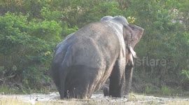 Elephant coming out of water on our safari.