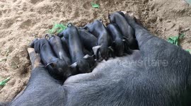 Baby pigs