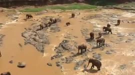 Bath time for elephants at Pinnawala Elephant Orphanage, in Sri Lanka.
