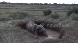Rescuers in Sri Lanka help mother elephant and calf that fell in an agricultural well
