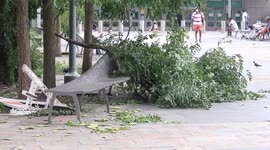 Tropical Storm Isaias leaves tree damage in New York City