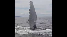 Humpback whale slaps fin with walloping way in Canadian waters