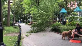 A Tree Fell onto Pathway at Madison Square Park in Manhattan after Hurricane - Tropical Storm Isaias hit NYC