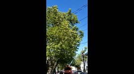 Hurricane Isaias wind does not allow pruning the branches of damaged trees