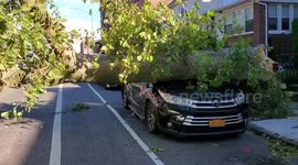 Tropical Storm Isaias takes down trail of trees in New York, crushes cars