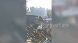 Goat runs onto a roof to escape being slaughtered during Eid celebrations