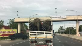 Two elephants sway from side-to-side while being transported in truck