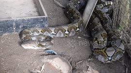 GoPro footage shows aggressive python caught in chicken coop