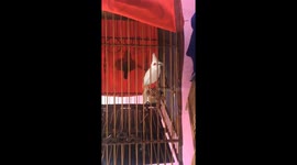 The rare red-whiskered bulbul bird with white fur, is valued at 5000 USD