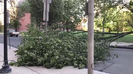 Damage from Tropical Storm Isaias at Yale University in New Haven, Connecticut