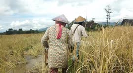 Rice Harvest Season in Semende, Muaraenim Regency, South Sumatra.