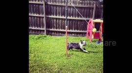 Dog Plays An Endless Game Of Fetch