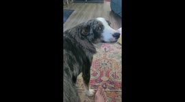 Shiloh shepherd dog begs for owner to give it 'booty pats'