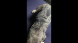 Shilo loves booty pats