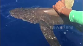 Endangered oceanic whitetip shark measured, sampled and released in Haiti
