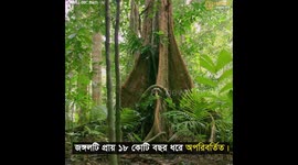 কেশোয়ারি _ জঙ্গলের মমতাময়ী বাবা