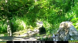 Kick up your paws! Black bear takes relaxing bath out in US woods