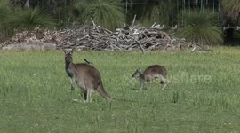 Cheeky Willie Wagtail bird uses Kangaroos to find its prey in Australia