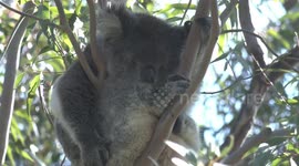 Dozy Koala sits in a tree fork – snoozing, scratching, yawning – then off to sleep again