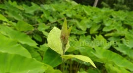 Spider resting in a leaf