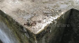 Ants doing a competition
