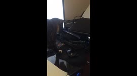 Cat versus printer