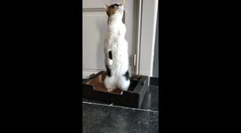 3 paws no problem