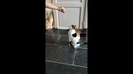 3 pawd cat walking