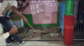Officials rescue and relocate 10-foot long cobra found in southeast Indian temple