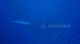 A Professional Scuba Diver Spotting a Shark in The Deep Ocean Of Maldives