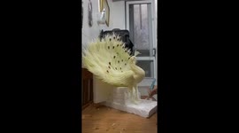 Food artist from Vietnam sculpts peacock from papaya