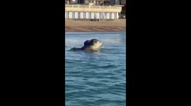 Swimming with Sammy the Seal in Weymouth Bay, UK