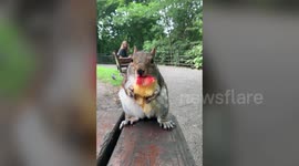 This adorable video shows a squirrel happily eating an apple