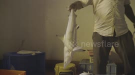 Weighing and Selling Baby Sharks in South East Asian for Poaching