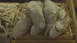 Baby Sharks Among Fish in Market, Blackmarket Poacher in South East Asian Country