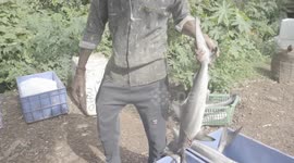 Baby Shark Poacher in South East Asian Shows Off Carcas to Sell on Blackmarket