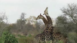 Male giraffe makes remarkable recovery after being brutally knocked out twice by his opponent