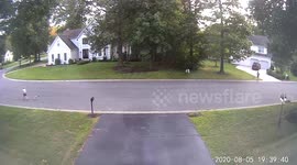 Did that dog just walk like a human?