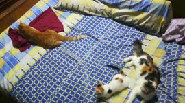 Family Fun Time On Bed
