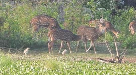 Wild Spotted deer group in Willpattu National park, Sri Lanka