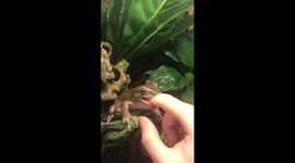 Hungry frog misses food and latches onto owner's finger instead