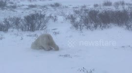 Laziest Polar Bear Ever