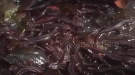 New species of newt found 2,000 metres below sea level in 'unpolluted' northern Thailand