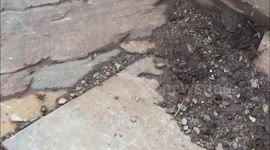 Flying Ants invade Cornwall