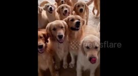 Copy, paste, Golden retriever: Army of cute dogs in Italy