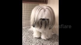 This adorable Shih Tzu looks just like musician Sia!