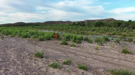 Two wild horses run free on the Sonora River near the town of Arizpe, Sonora, Mexico.