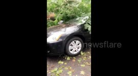 US: Tropical Storm Isaias damages cars with fallen trees