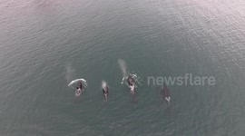 Drone footage follows orcas as they migrate off Canada's west coast